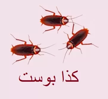 تفسير رؤية الصراصير jpg