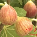 رؤية أكل التين