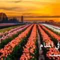 رؤية الجنه في المنام