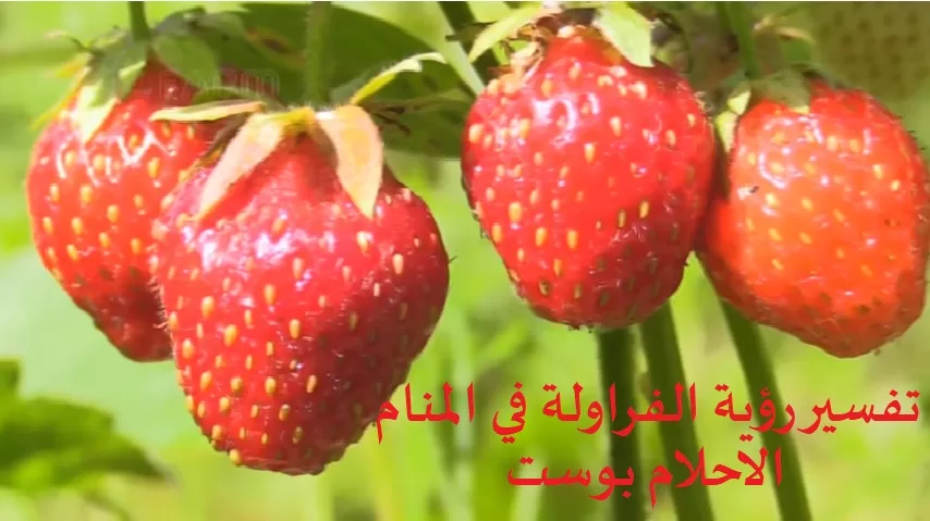 حلم الفراولة