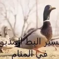 تفسير البط المذبوح في المنام