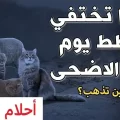 لماذا تختفي القطط يوم عيد الأضحى