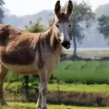 ما هو الفرق بين الجحش والحمار والبغل والنغل والسيسي بالصور